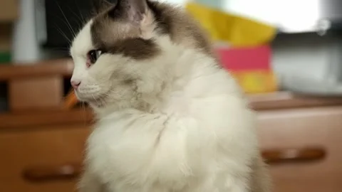Portrait of a cat Stock Footage 241543976