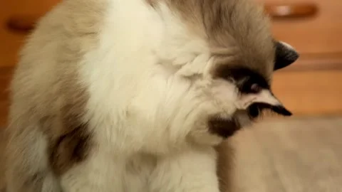 Portrait of a cat Stock Footage 241544036