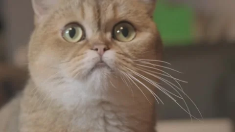 Portrait of a cat Stock Footage 241548657