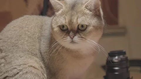 Portrait of a cat Stock Footage 241548661