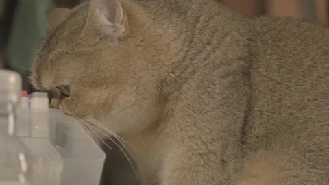 Portrait of a cat Stock Footage 241548736