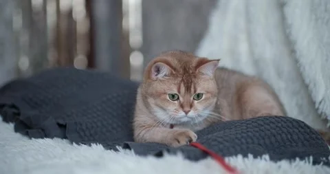 Portrait of a cat Stock Footage 267832708