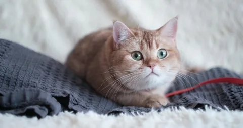 Portrait of a cat Stock Footage 267832745