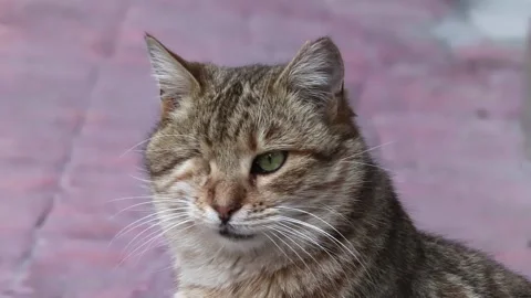 Portrait of a cat that has lost one eye. Stock Footage 150211749