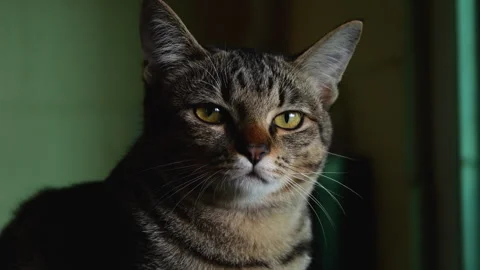 Portrait of cat with large eyes looking lat the camera Stock Footage 260324552