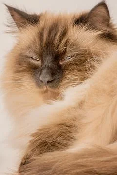 Portrait of a cat on a light background Stock Photos