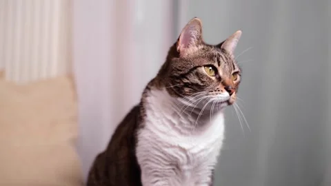 Portrait of cat looking around. Stock Footage 147051607
