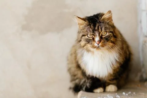 Portrait of cat looking at camera Фото