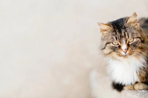 Portrait of cat looking at camera Stock-Fotos