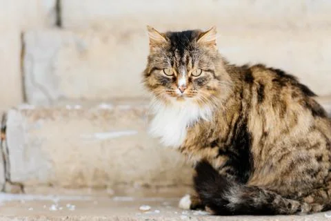 Portrait of cat looking at camera Stock Photos