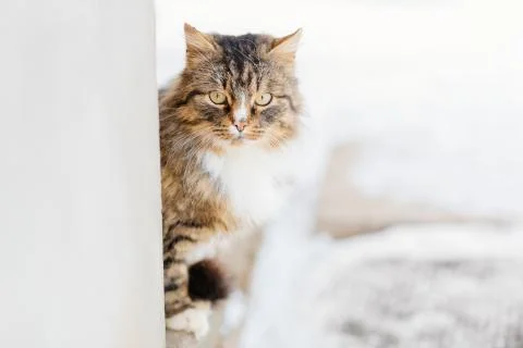 Portrait of cat looking at camera Stock Photos