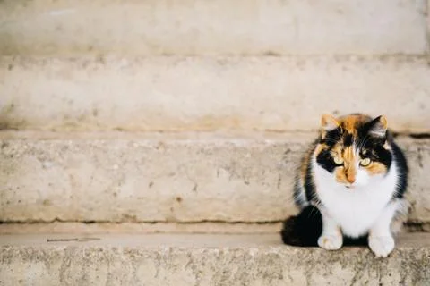 Portrait of cat looking at camera Stock Photos