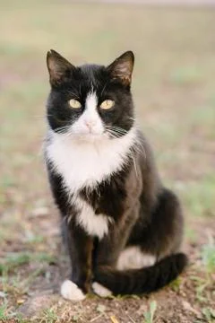 Portrait of cat looking at camera Stock Photos