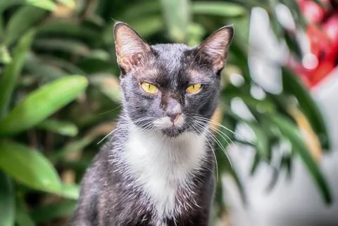 Portrait of cat looking at camera Stock Photos