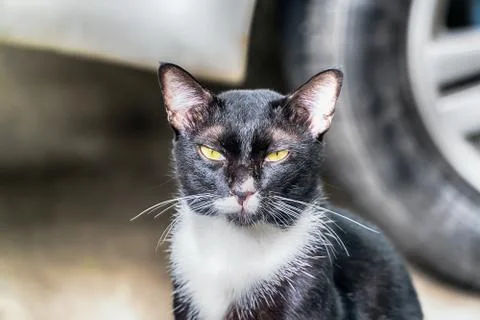 Portrait of cat looking at camera Stock Photos