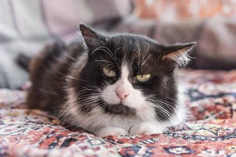 Portrait of cat looking to the camera Stock Photos