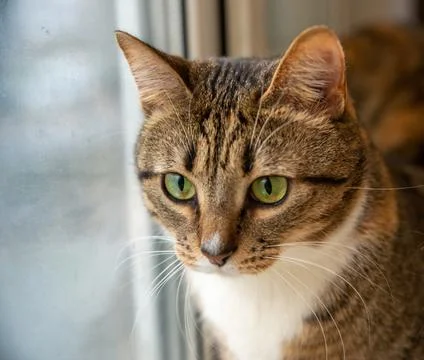 Portrait of a cat looking out the window with a serious look Stock Photos