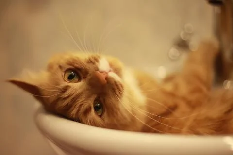 Portrait of a cat lying in the bath Stock Photos