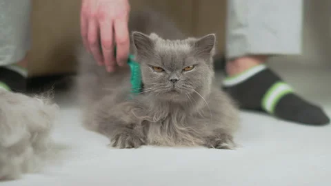 Portrait of a cat that a men is combing Stock Footage 154433139