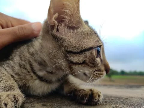 Portrait of cat, one side eye view of cat, close up image Stock Photos