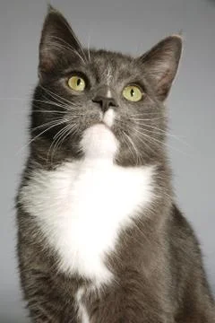 Portrait of a cat Stock Photos