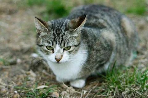 Portrait of a cat Stock Photos