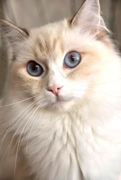 Portrait of a cat Stock Photos