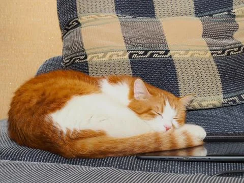 Portrait of cat Stock Photos