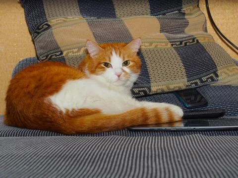 Portrait of cat Stock Photos