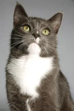 Portrait of a cat Stock Photos