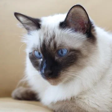 Portrait of a cat Stock Photos