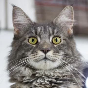 Portrait of a cat Stock Photos