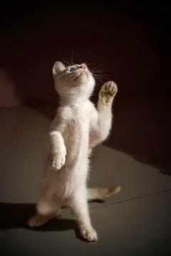 Portrait of cat Stock Photos