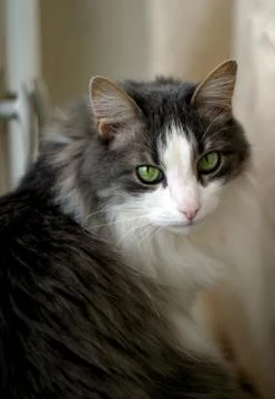Portrait of a cat Stock Photos