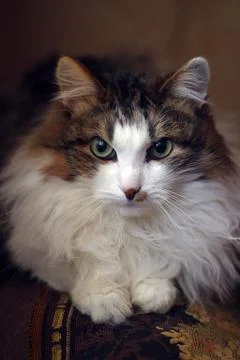 Portrait of a cat Stock Photos