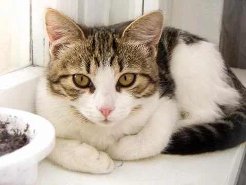 Portrait of a cat Stock Photos