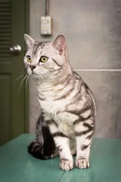 Portrait of cat Foto stock