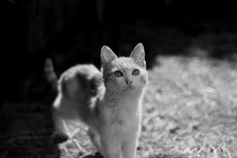 Portrait of cat Stock Photos