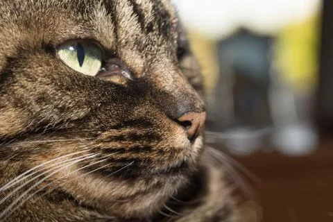 Portrait of a Cat Stock Photos