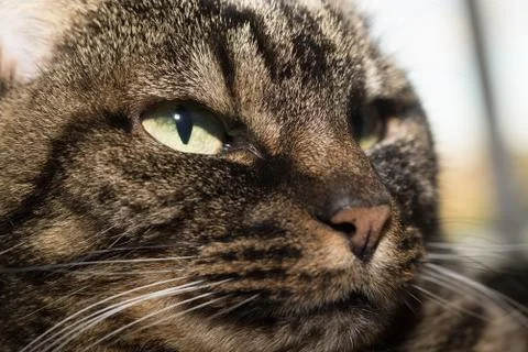 Portrait of a Cat Stock Photos