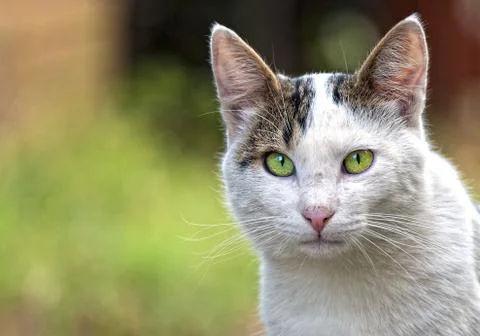 Portrait of a cat Stock Photos