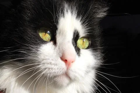 Portrait of the cat Stock Photos