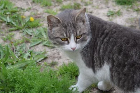 Portrait of a cat Stock Photos