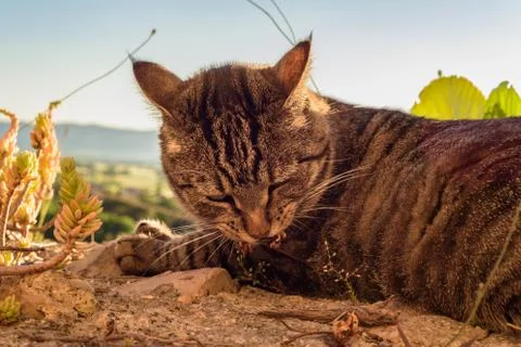 Portrait of a cat Stock Photos