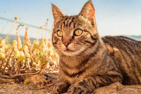 Portrait of a cat Stock Photos