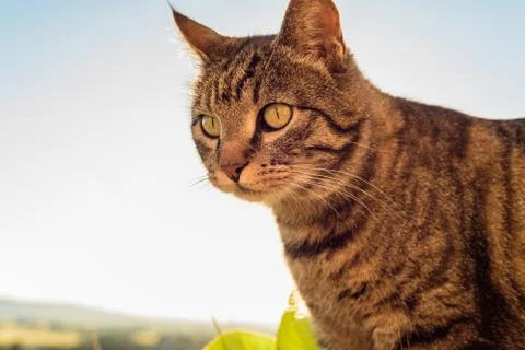 Portrait of a cat Stock Photos