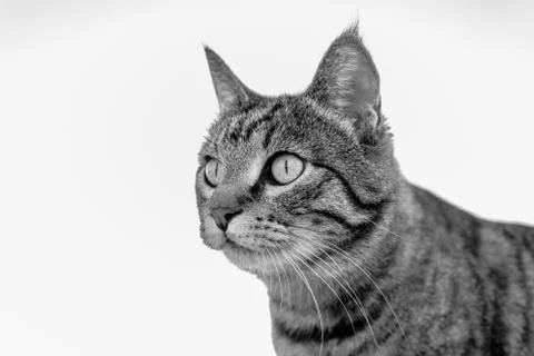 Portrait of a cat Stock Photos