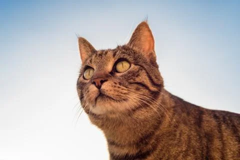 Portrait of a cat 스톡 사진