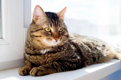 Portrait of a cat Stock Photos