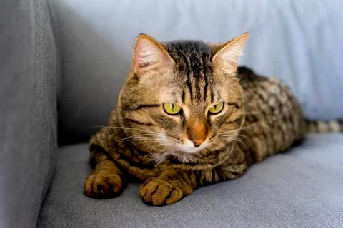 Portrait of a cat Stock Photos